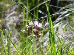 Allium praecox