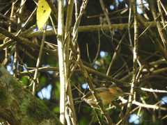 Ramphocaenus melanurus