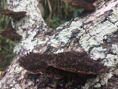 Hexagonia hydnoides image