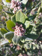 Rhus standleyi