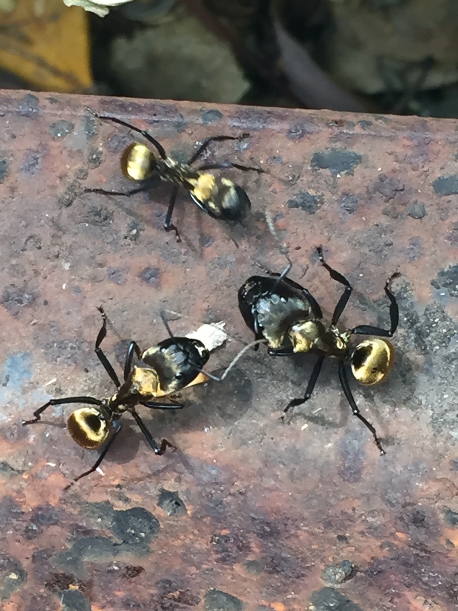 Camponotus sericeiventris rex