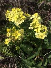 Erysimum concinnum