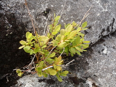Vaccinium alaskaense
