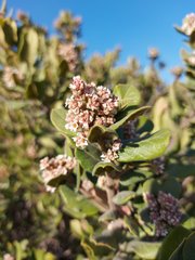 Rhus standleyi