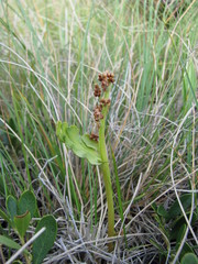 Botrychium spathulatum