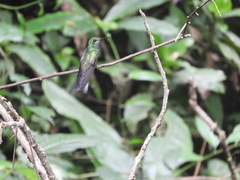 Lampornis