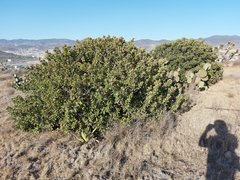 Rhus standleyi