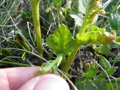 Botrychium michiganense