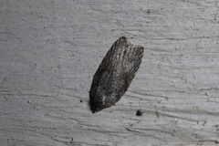 Acleris maximana