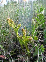 Botrychium michiganense