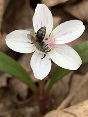 Andrena erigeniae