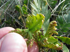 Botrychium michiganense