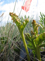 Botrychium michiganense