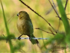 Sporophila nigricollis