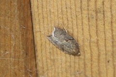 Acleris maccana