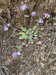 Phacelia divaricata