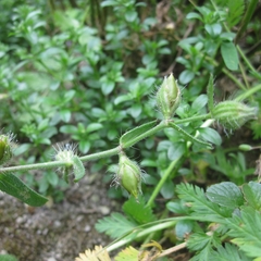 Silene gallica