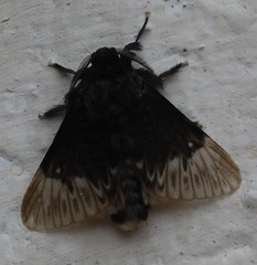 Podalia thanatos