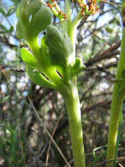 Botrychium hesperium