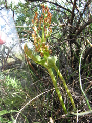 Botrychium hesperium