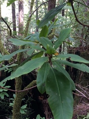 Rhododendron macrophyllum