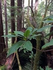 Rhododendron macrophyllum