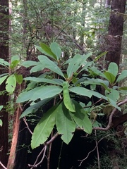 Rhododendron macrophyllum