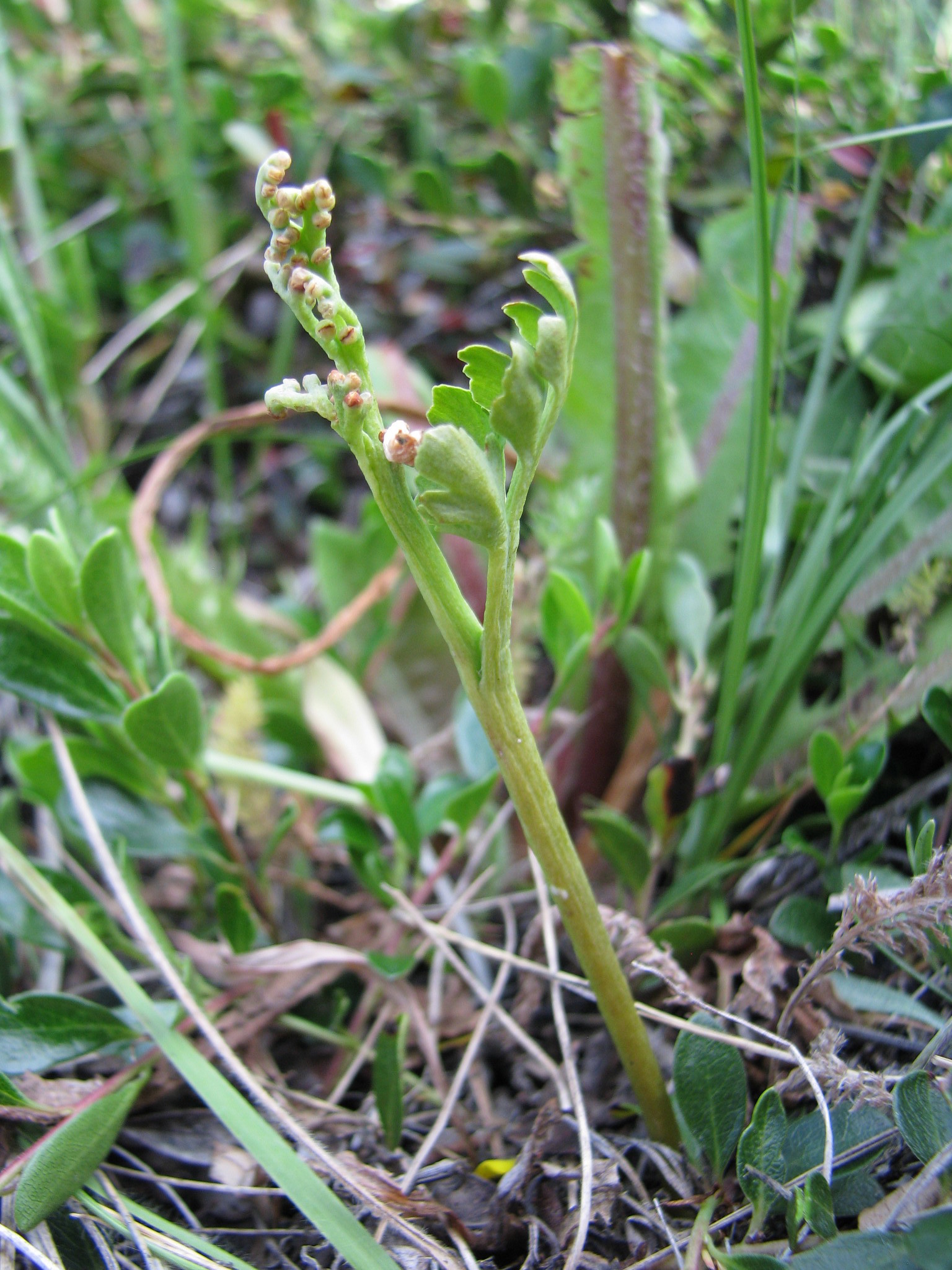Botrychium pedunculosum