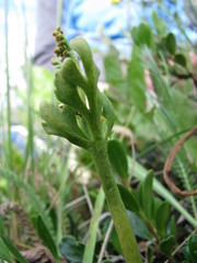 Botrychium pedunculosum