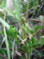 Botrychium pedunculosum