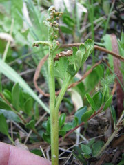 Botrychium pedunculosum