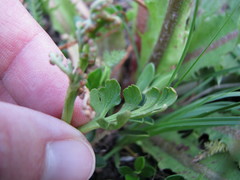 Botrychium pedunculosum
