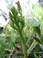 Botrychium pedunculosum