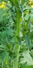 Cirsium vulgare