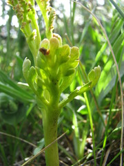 Botrychium hesperium