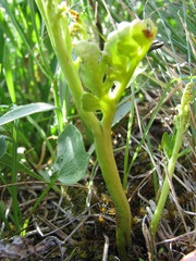 Botrychium hesperium