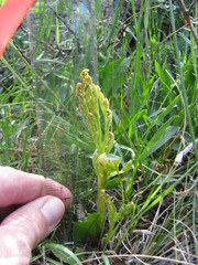 Botrychium hesperium