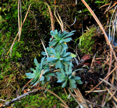 Schivereckia podolica