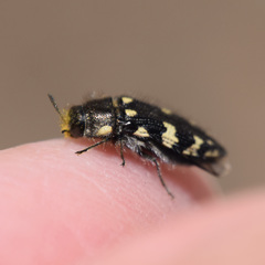 Acmaeodera vernalis