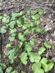 Asarum