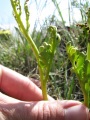 Botrychium matricariifolium