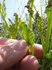 Botrychium matricariifolium