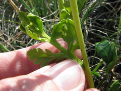 Botrychium matricariifolium