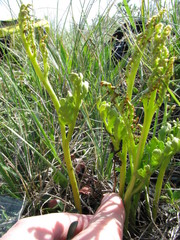 Botrychium matricariifolium