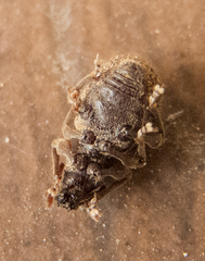 Otiorhynchus crataegi