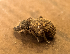 Otiorhynchus crataegi