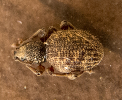 Otiorhynchus crataegi