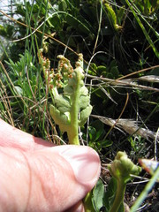 Botrychium matricariifolium