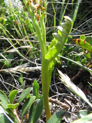 Botrychium matricariifolium