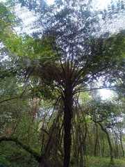 Cyathea